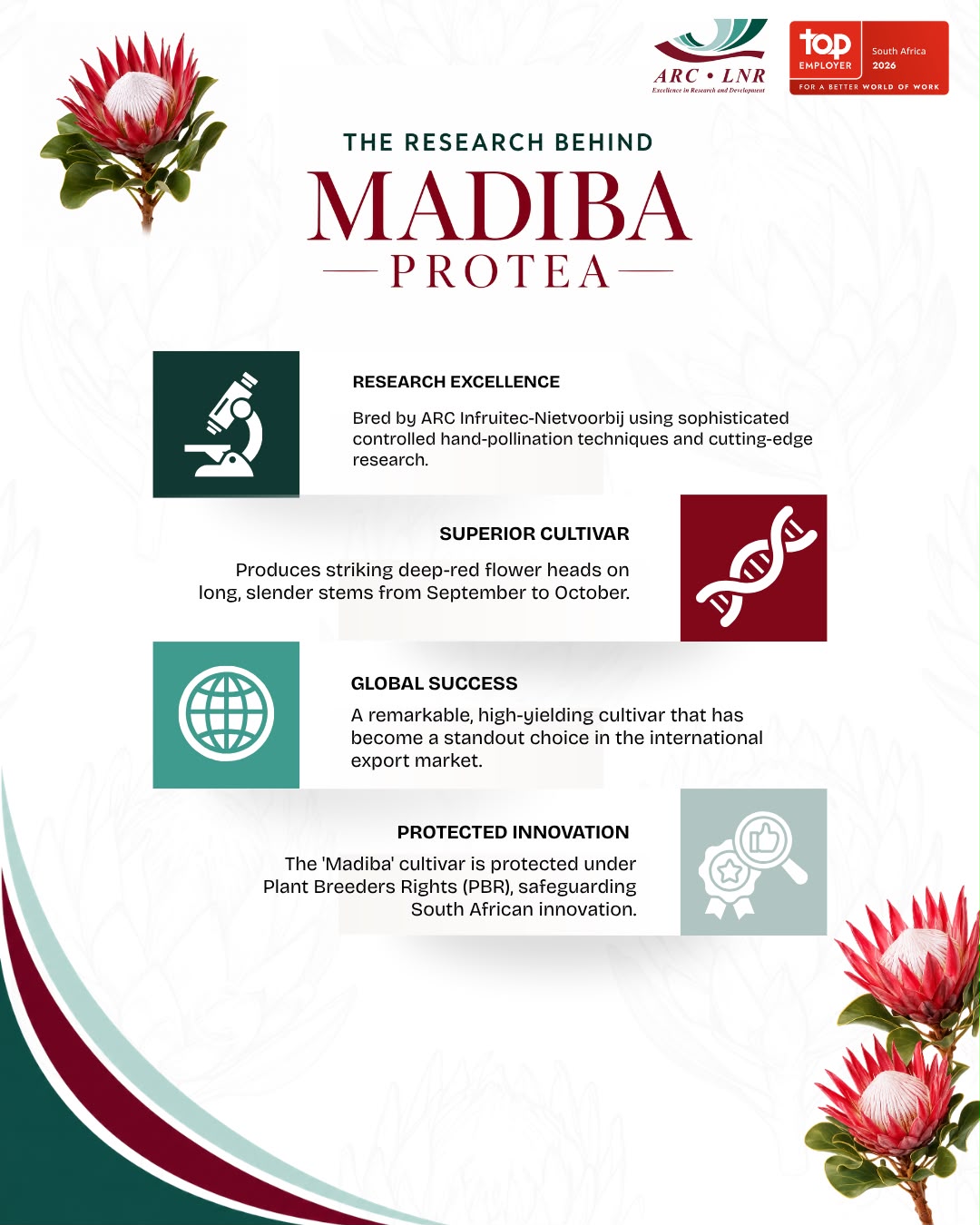 Infographic presenting four highlights of the Madiba protea: research excellence, superior cultivar, global success and protected innovation.