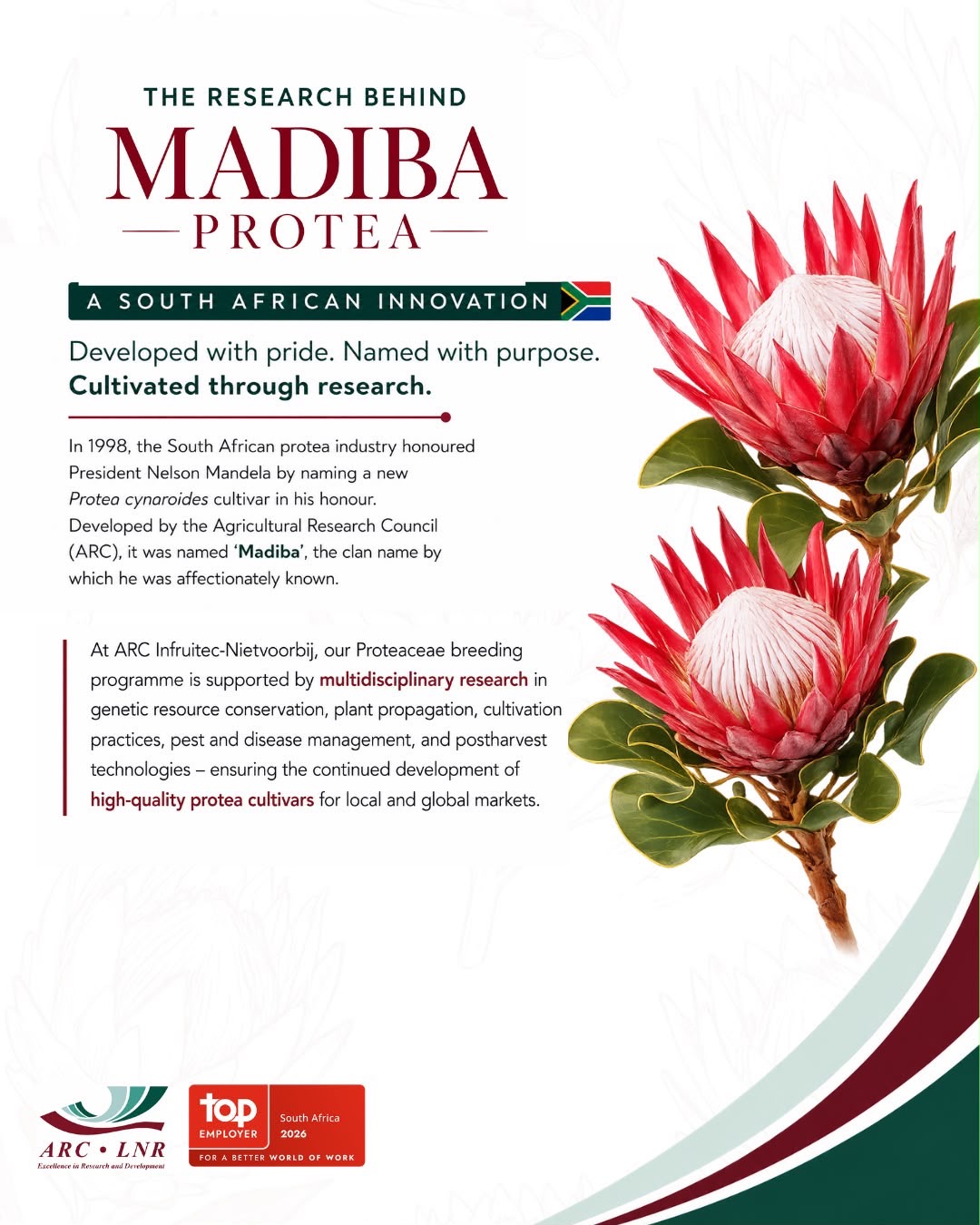 Infographic titled The Research Behind Madiba Protea, describing the naming and breeding of the Madiba protea cultivar by the Agricultural Research Council.