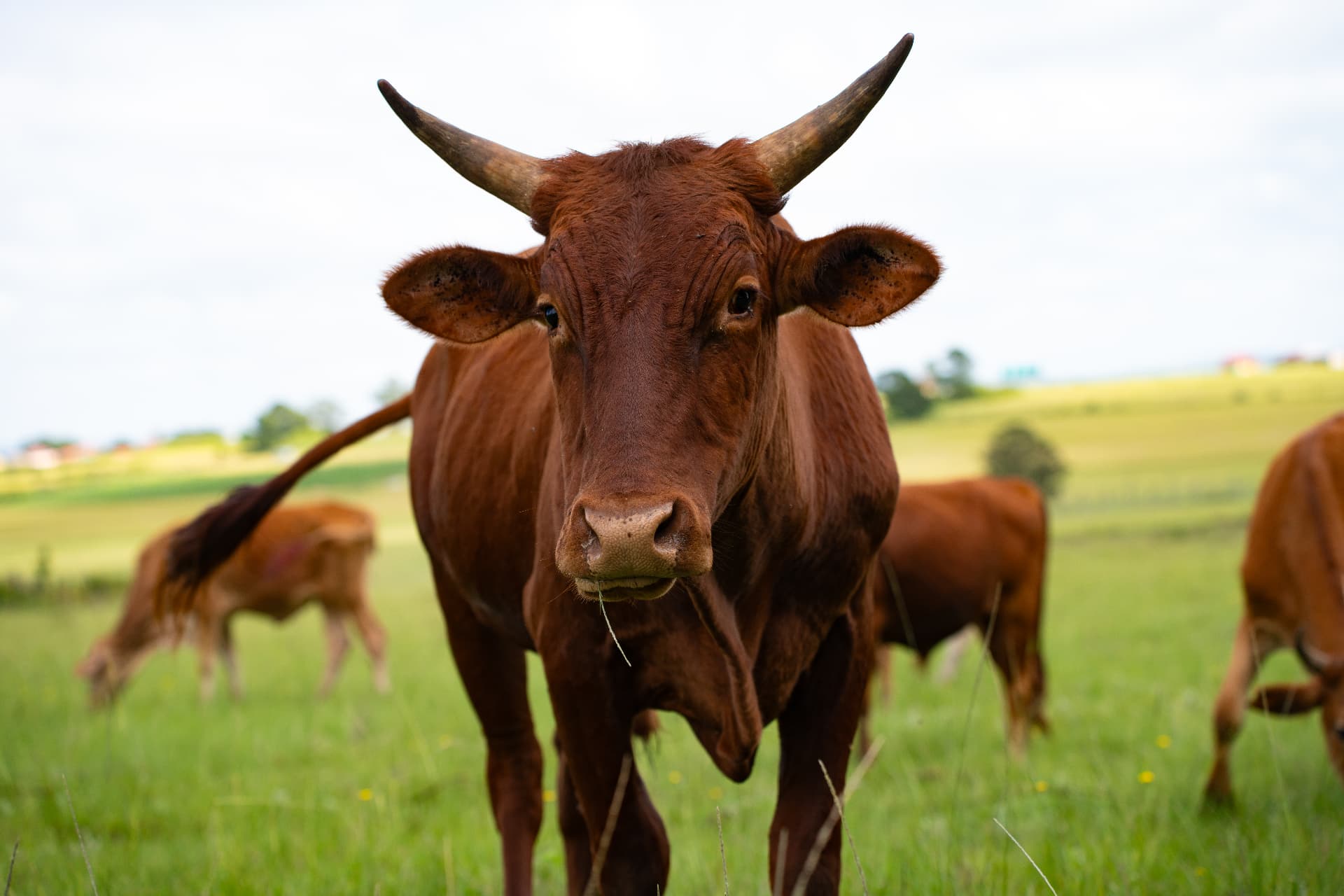 Nguni cattle grazing on communal grassland