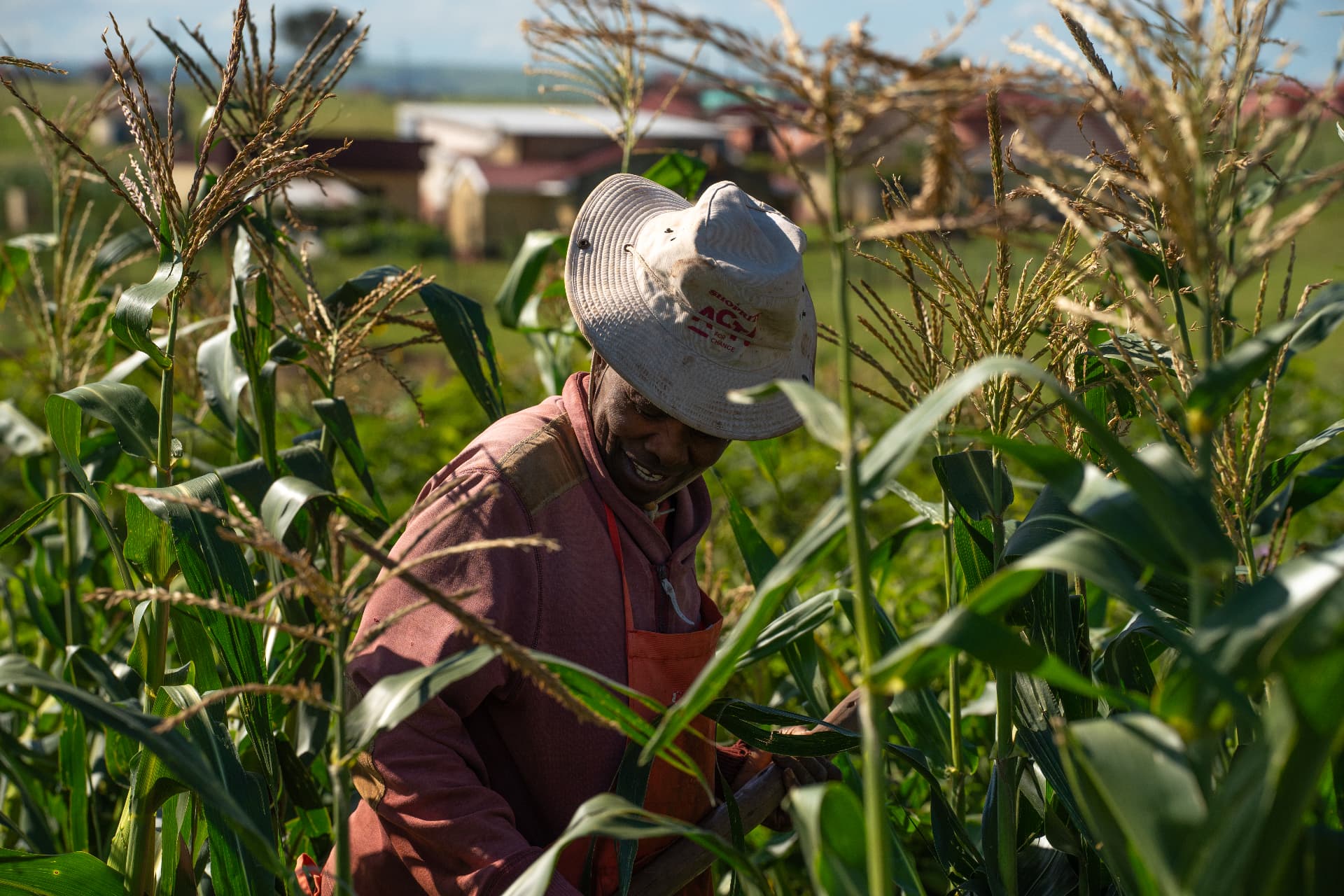 Farmer working among maize plants