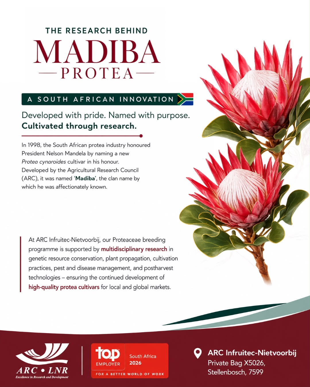 The Research Behind Madiba Protea - ARC Infruitec-Nietvoorbij corporate infographic developed by Sharon Mfanta.